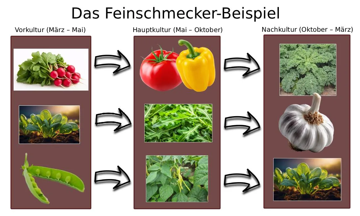 Die Grafik zeigt mit einem Beispiel, wie man durch Fruchtfolge das Beet das ganze Jahr über besetzt halten kann.